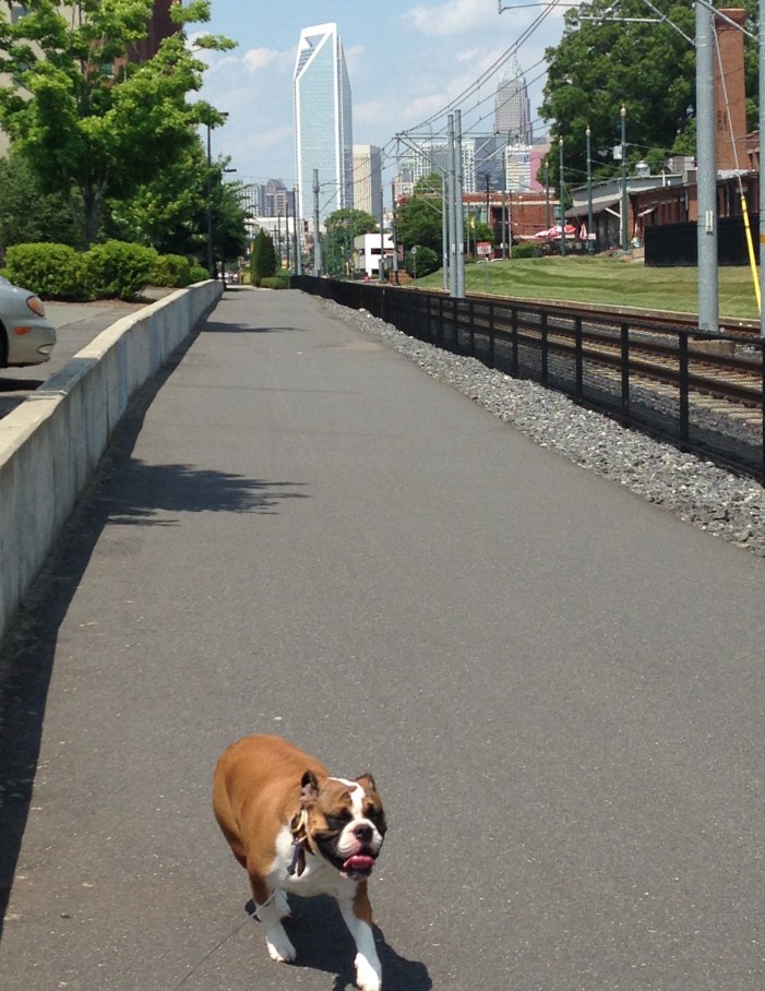 bulldog walking in the queen city, Charlotte