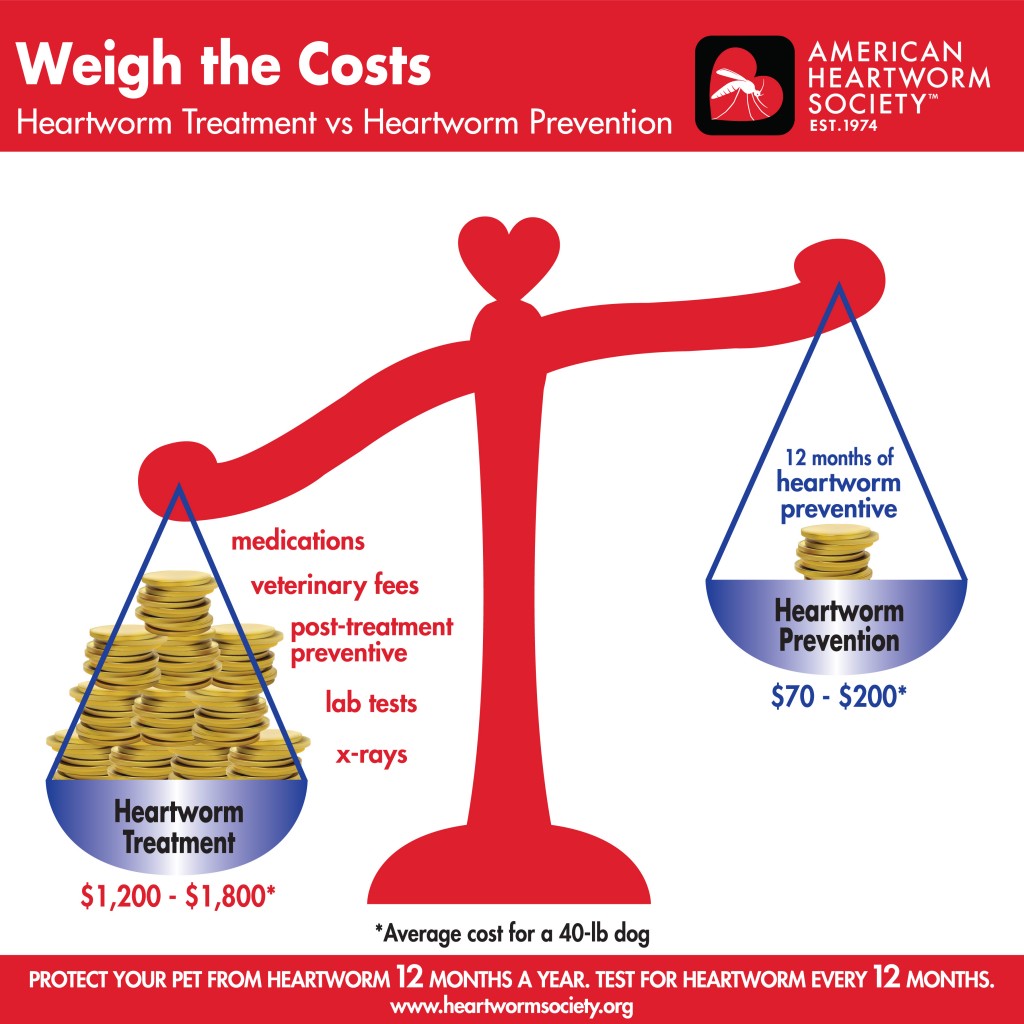 Heartworm Prevention vs. Treatment