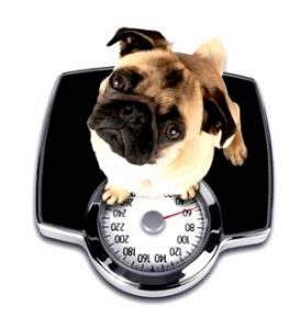Is my pet an appropriate weight?